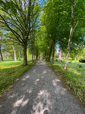 Saltram House -  - The avenue of trees