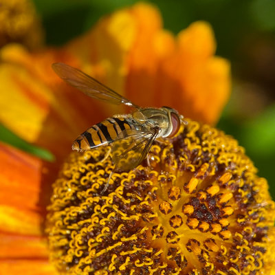 Hover Fly on Helenium