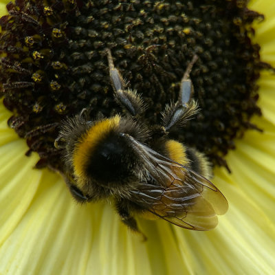 Bee on a flower head
