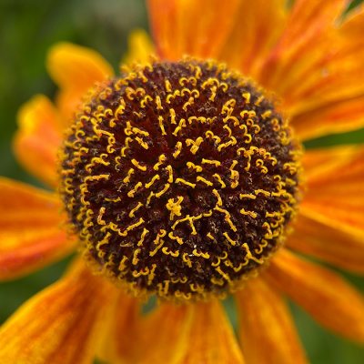 Helenium