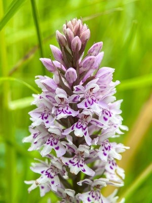 Wild Orchid - Painswick Rococo Gardens