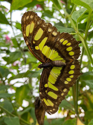 Symonds Yat Butterfly Zoo - Siproeta stelenes The Malachite.
