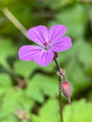 Herb Robert