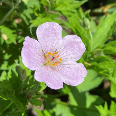 Geranium