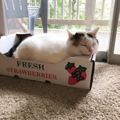 Grace's Shift Buddy: Strawberry