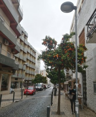 Orange tree on commercial street