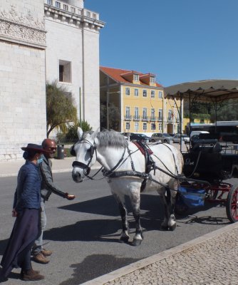 Horse taxi for rent