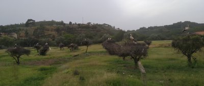 Stork nests on the way to Lisbon