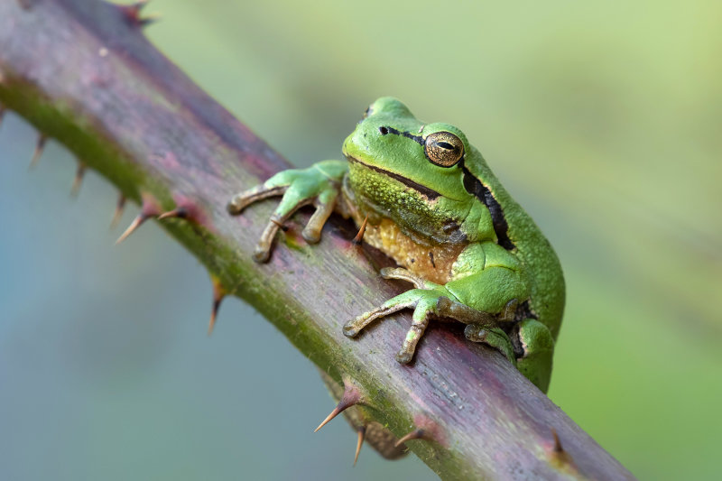 Tree Frog