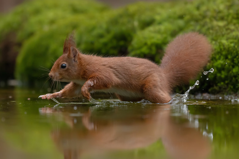 Red Squirrel