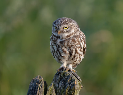 Little Owl