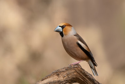 Hawfinch