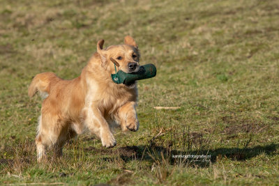 Golden Retriever