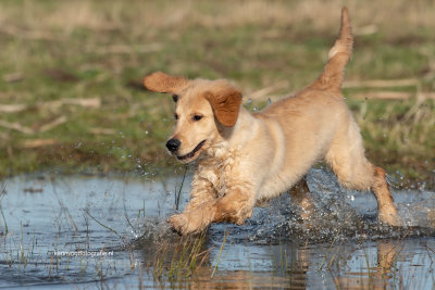 Golden pup