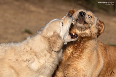 Golden Retrievers