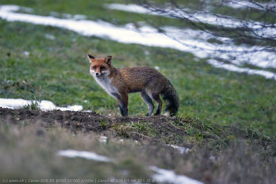 Fuchs
