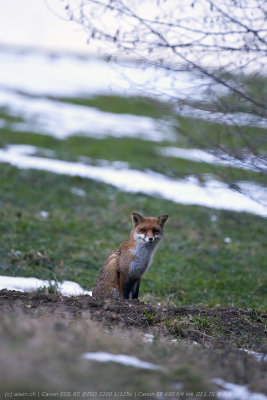 Fuchs