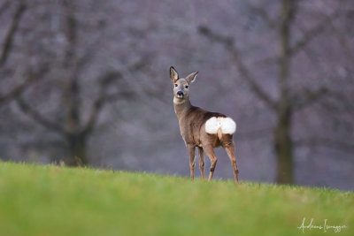 Rehe im Schweizer Jura