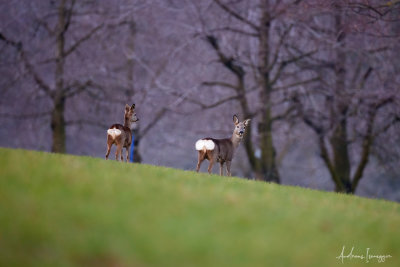 Rehe im Schweizer Jura