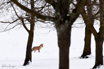 Fuchs