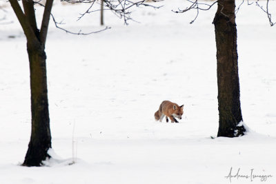 Fuchs