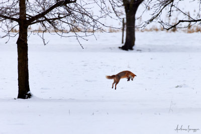 Fuchs