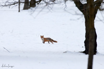 Fuchs