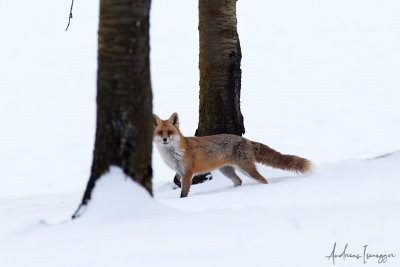 Fuchs