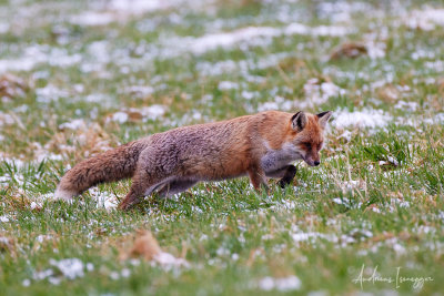 Fuchs beim Jagen