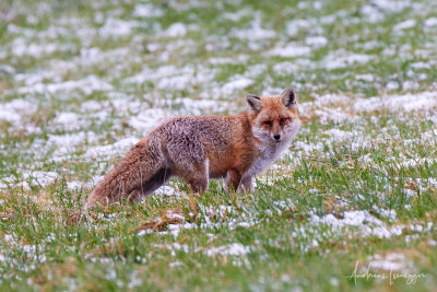 Fuchs beim Jagen