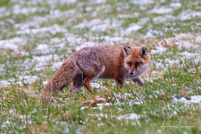 Fuchs beim Jagen