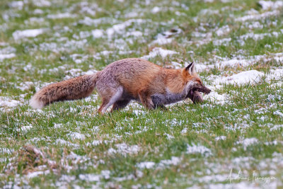Fuchs beim Jagen