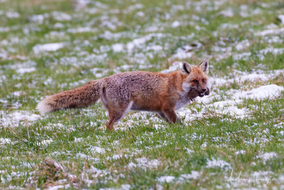 Fuchs beim Jagen
