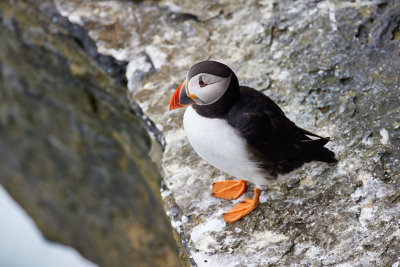 Papageientaucher (Puffin)