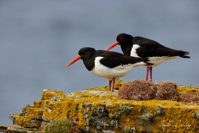 Austernfischer (Oystercatcher)