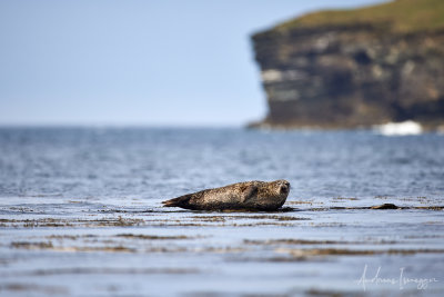 Seehund (common seal)