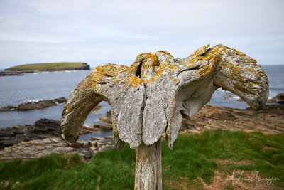 Whale bone at Brough of Birsay - Orkney