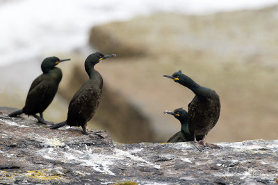 Krähenscharben (Shags)