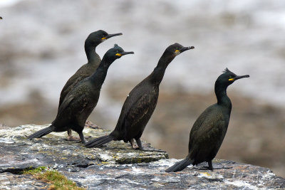 Krähenscharben (Shags)