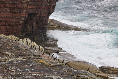 Krhenscharben (Shags)