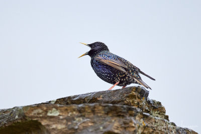 Gemeiner Star - common starling