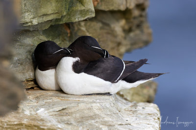 Tordalks (Razorbill)