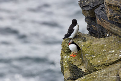 Papageientaucher (Puffin)