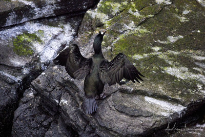 Krähenscharbe (Shag)