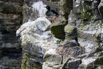 Krähenscharbe (Shag)