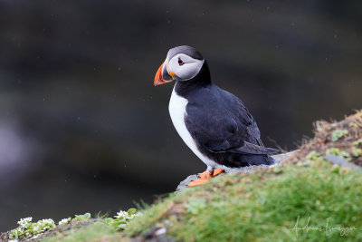 Papageientaucher (Puffin) - Castle o'Buriran