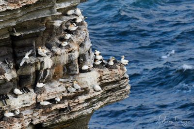 Basstölpeln (Gannet) - SPB Scotland Noup Cliffs