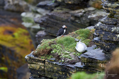 Papageientaucher (Puffin) - Castle o'Buriran