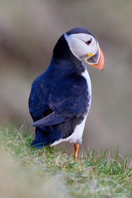 Papageientaucher (Puffin) - Castle o'Buriran