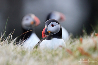 Papageientaucher (Puffin) - Castle o'Buriran